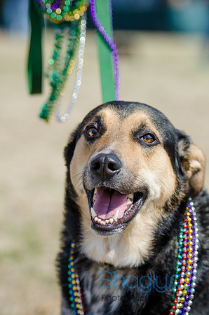 Krewe of Barkus 2012-12