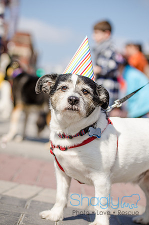 Krewe of Barkus 2012-177