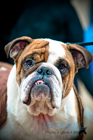 Krewe of Barkus-88