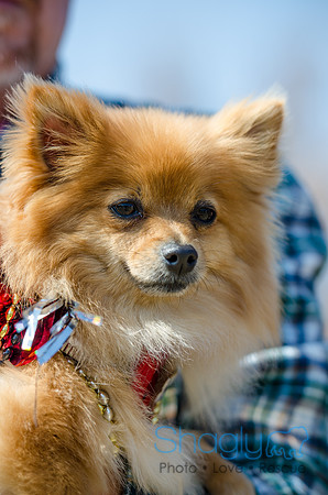 Krewe of Barkus 2012-24