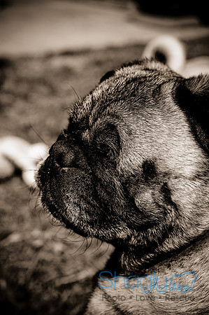 DFW Pug Rescue-5