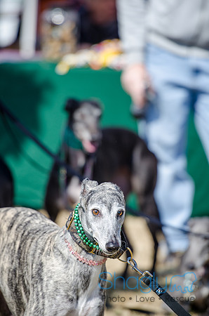 Krewe of Barkus 2012-13