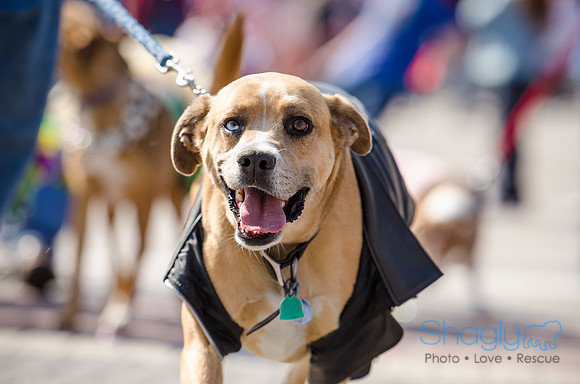 Krewe of Barkus 2012-220
