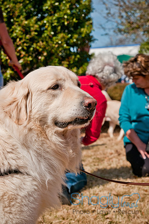 Krewe of Barkus 2011-40