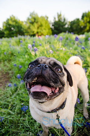 Bluebonnets Pug and Bulldog-31