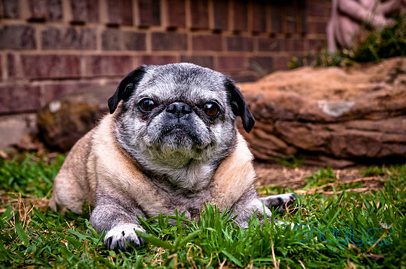 DFW Pug Rescue-127