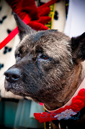 Krewe of Barkus-105