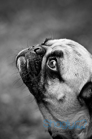 DFW Pug Rescue-101