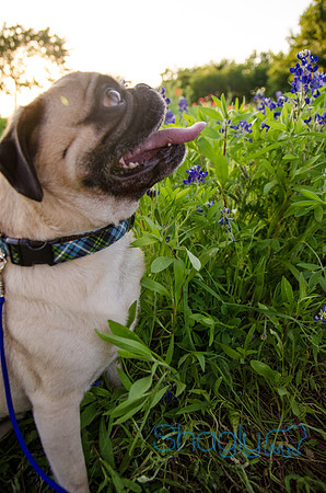 Bluebonnets Pug and Bulldog-32