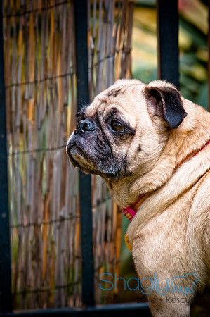 DFW Pug Rescue-70