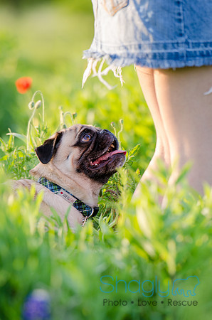Bluebonnets Pug and Bulldog-33