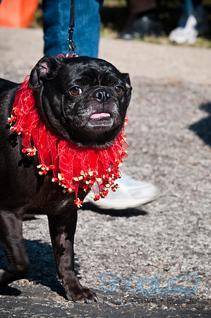 Richardson Pet Day-0211