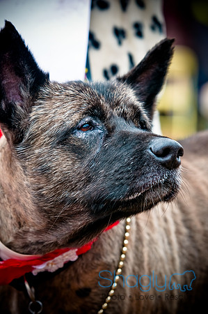 Krewe of Barkus-106