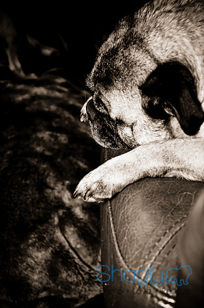 DFW Pug Rescue-147
