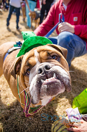 Krewe of Barkus 2012-289