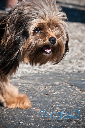 Richardson Pet Day-0274