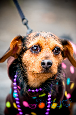 Krewe of Barkus-47