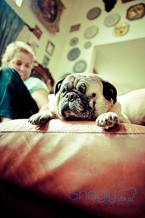 DFW Pug Rescue-150