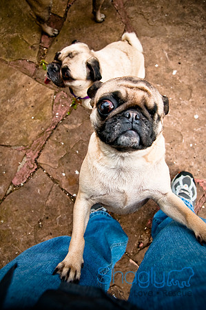 DFW Pug Rescue-23