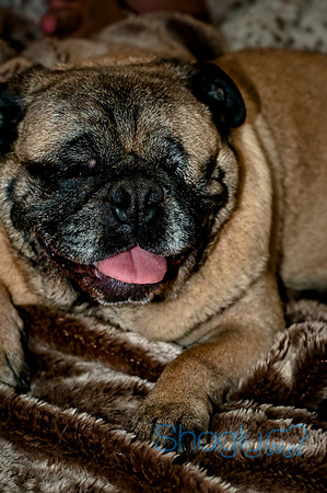 DFW Pug Rescue-143