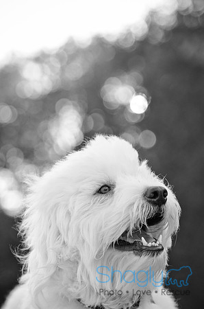 Cooper-2