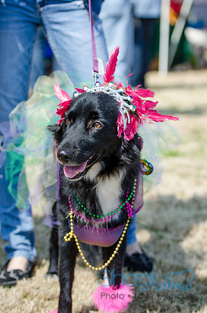 Krewe of Barkus 2012-34
