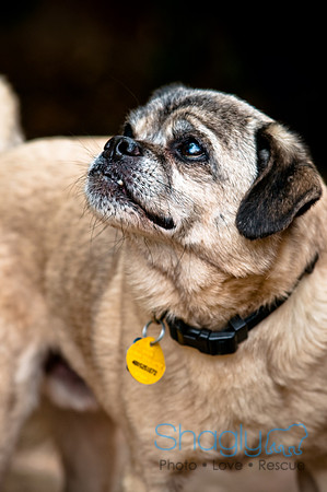 DFW Pug Rescue-61
