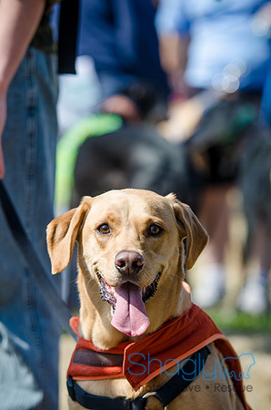 Krewe of Barkus 2012-74