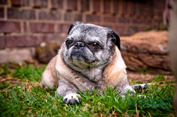 DFW Pug Rescue-128