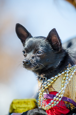 Krewe of Barkus 2012-23