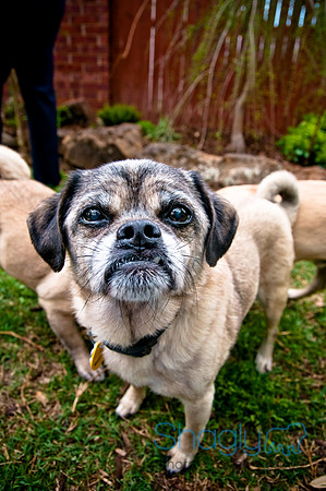 DFW Pug Rescue-114