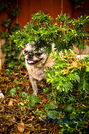 DFW Pug Rescue-27