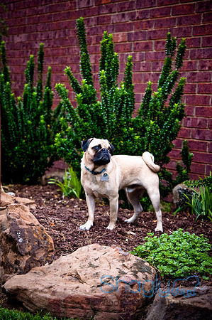 DFW Pug Rescue-117