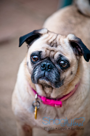 DFW Pug Rescue-131