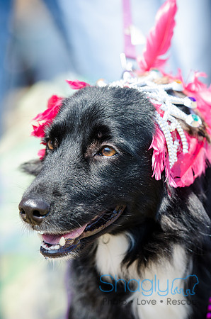 Krewe of Barkus 2012-35