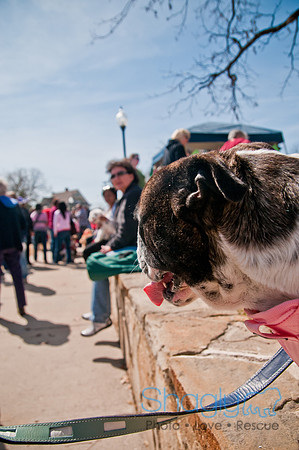 Krewe of Barkus 2011-25