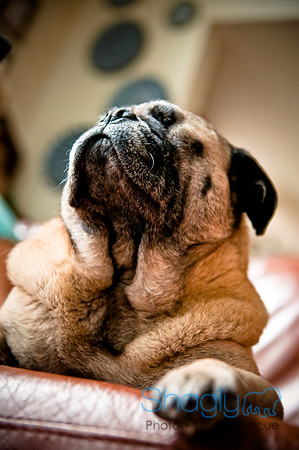 DFW Pug Rescue-151