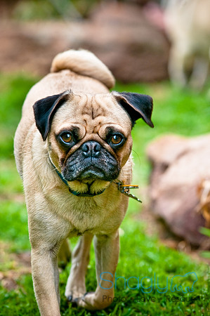 DFW Pug Rescue-78