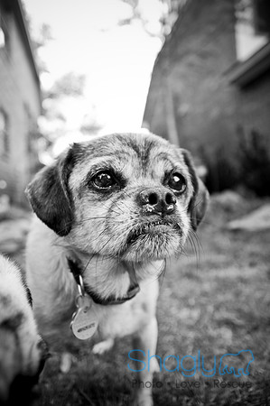 DFW Pug Rescue-119