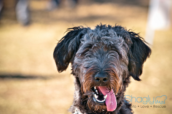 Richardson Pet Day 2010-92