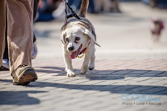 Krewe of Barkus 2012-261
