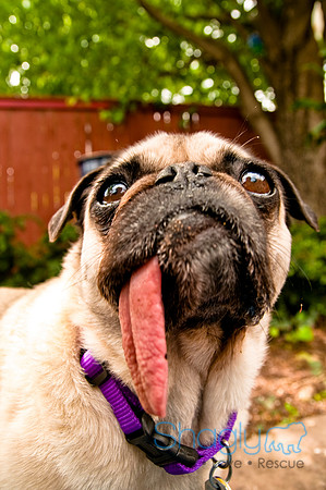 DFW Pug Rescue-25