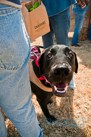 Krewe of Barkus 2011-38