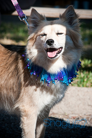 Richardson Pet Day-0189