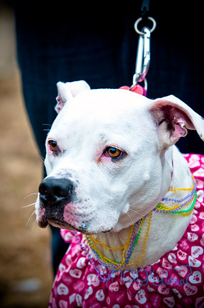 Krewe of Barkus-103