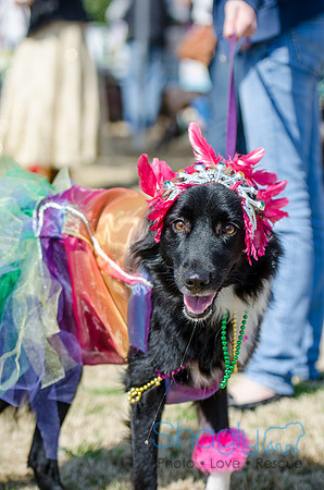 Krewe of Barkus 2012-14