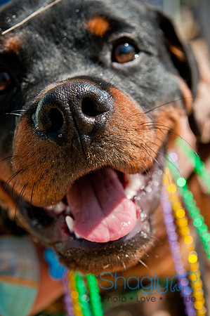 Krewe of Barkus 2011-29