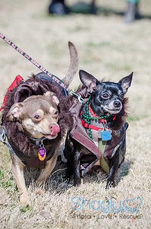 Krewe of Barkus 2012-6