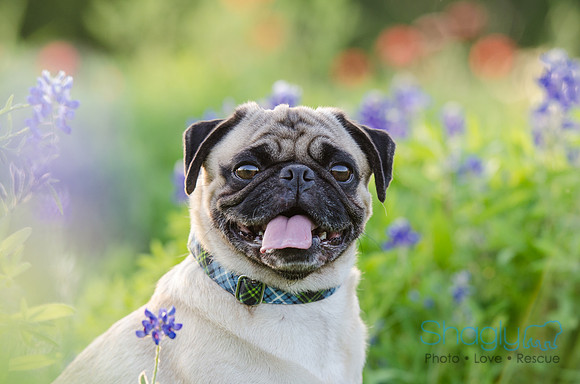 Bluebonnets Pug and Bulldog-26