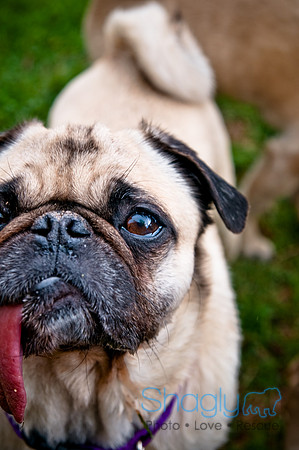 DFW Pug Rescue-112